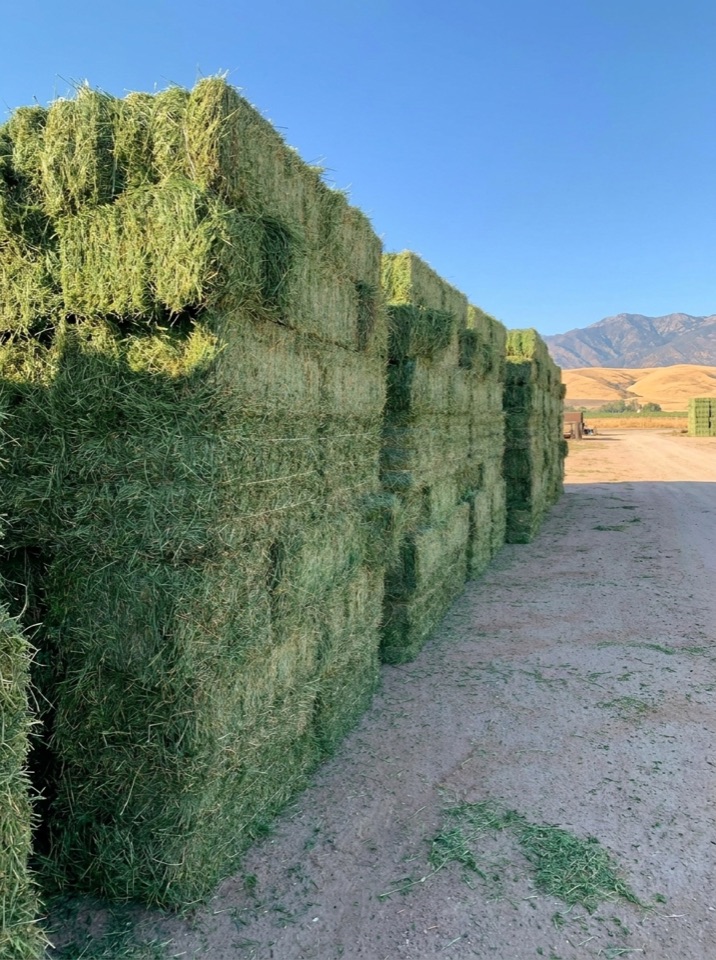 Baled alfalfa hay bound with agricultural twine in the Central Valley